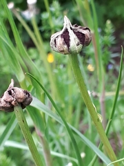 Microbotryum tragopogonis-pratensis