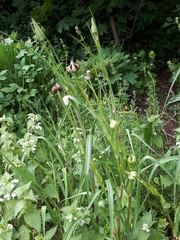 Microbotryum tragopogonis-pratensis