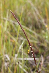 Hemarthria altissima