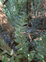 Cnestis polyphylla