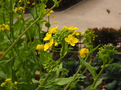 Brassica chinensis