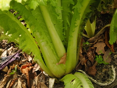 Brassica chinensis