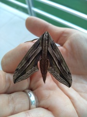 Xylophanes maculator