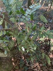 Cnestis polyphylla