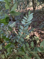 Cnestis polyphylla