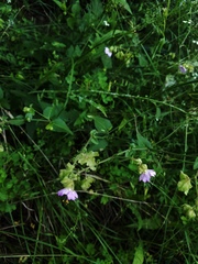 Mirabilis latifolia