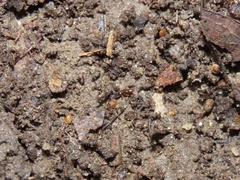 Ponera pennsylvanica