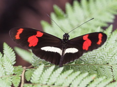 Heliconius telesiphe