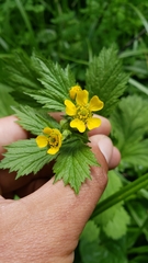 Geum macrophyllum perincisum