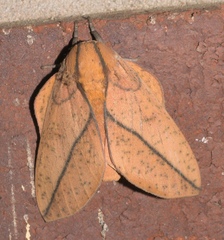 Syssphinx bisecta