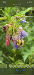 Bombus