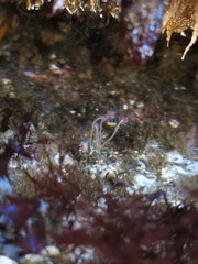 Ectopleura