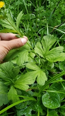 Geum macrophyllum perincisum