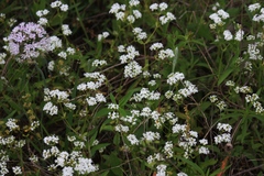 Valerianella florifera