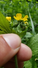 Geum macrophyllum perincisum