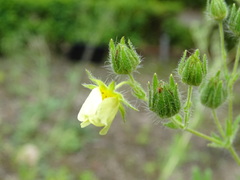 Potentilla asturica