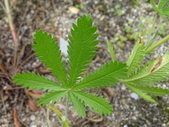 Potentilla asturica