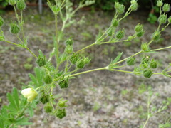 Potentilla asturica
