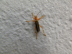 Armidia signata