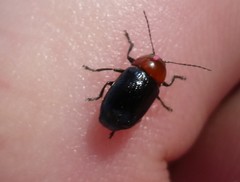 Cryptocephalus sanguinicollis