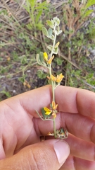 Acmispon decumbens
