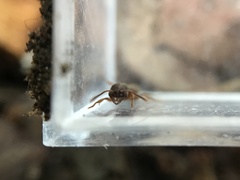 Stigmatomma pallipes