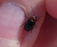 Cryptocephalus sanguinicollis