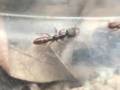 Stigmatomma pallipes