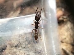 Stigmatomma pallipes