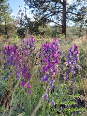 Oxytropis lambertii