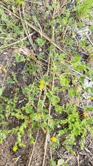 Acmispon decumbens