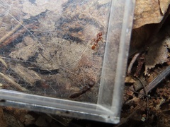 Stigmatomma pallipes