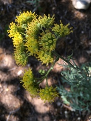 Hymenopappus flavescens