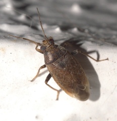 Agnocoris