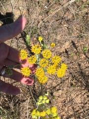 Hymenopappus flavescens