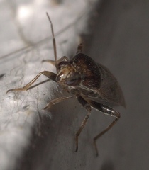 Agnocoris