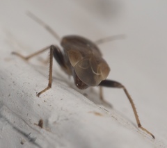 Agnocoris