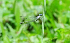 Lestes praemorsus decipiens