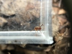 Proceratium pergandei