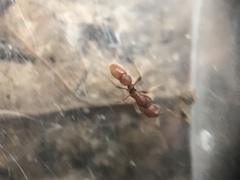 Proceratium pergandei