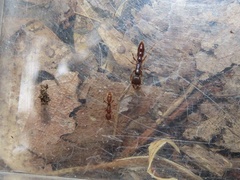 Proceratium pergandei