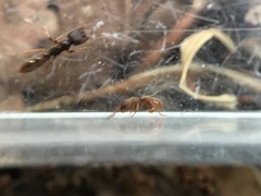 Proceratium pergandei