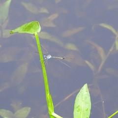 Lestes praemorsus decipiens