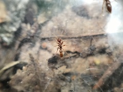 Proceratium pergandei