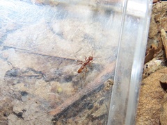 Proceratium pergandei