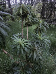 Clermontia pyrularia