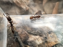 Proceratium pergandei