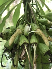 Clermontia pyrularia