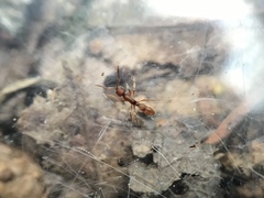 Proceratium pergandei