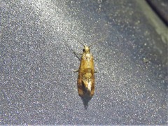 Cochylis caulocatax